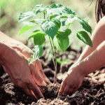 https://divyamudita.com/inspiring-farmer-produce-greenery/
