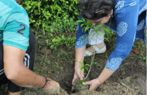 https://divyamudita.com/plantation-of-ten-thousand-saplings/