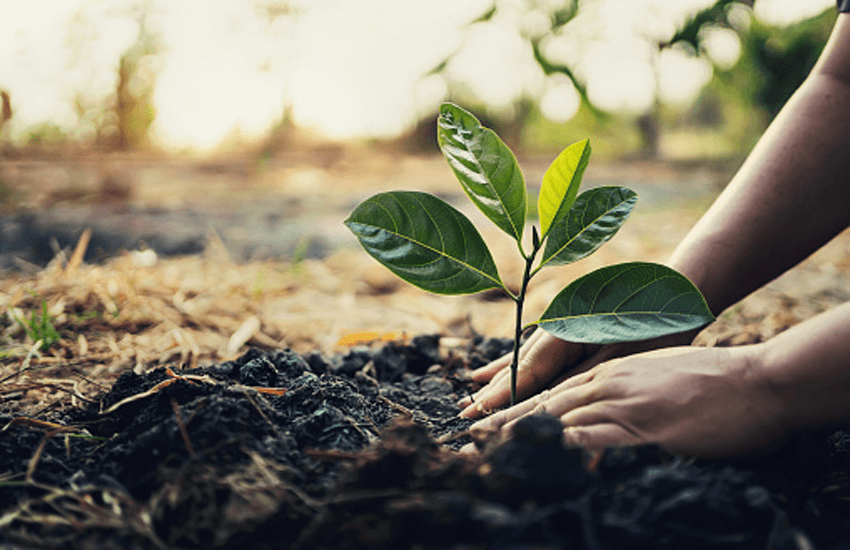 https://divyamudita.com/plantation-of-ten-thousand-saplings/